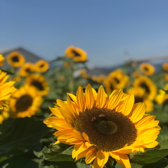 Meet your Posher, Hui - Picture 1 of 1